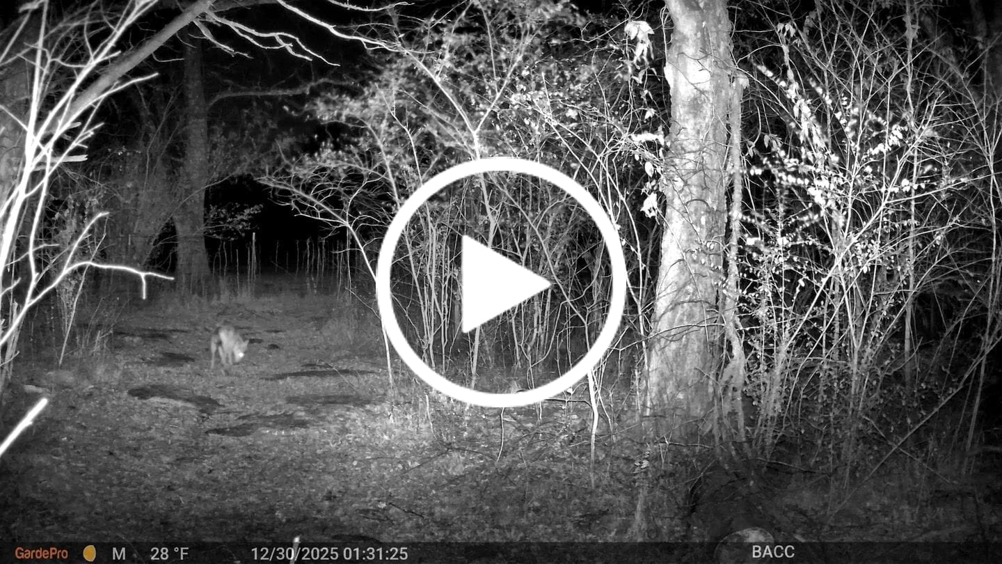 Customer video review of GardePro Link 3000ft(1km ) Long-Range Wireless Trail Camera
