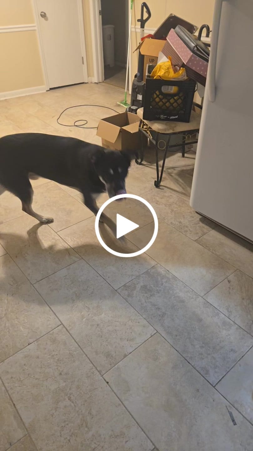 Customer video review of Organic Baked Dog Treats - Gone Bananas