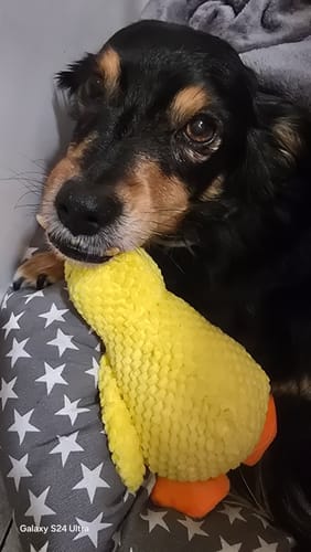 Customer photo review of Duck™ - Il Pupazzo Indistruttibile