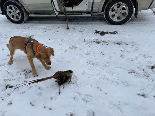 Customer photo from a pheasant hunt, the setting described for using the Men's Alpaca Socks.