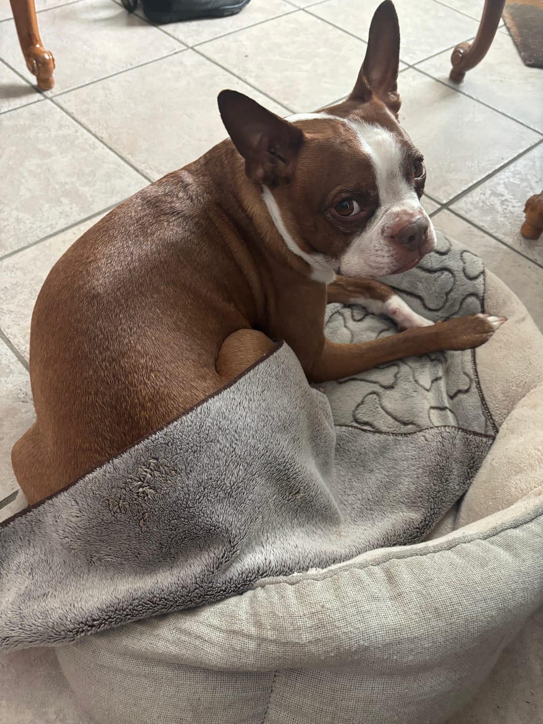 Customer photo review of Vrac Nature's Own - Bully Sticks de boeuf mastication pour chien