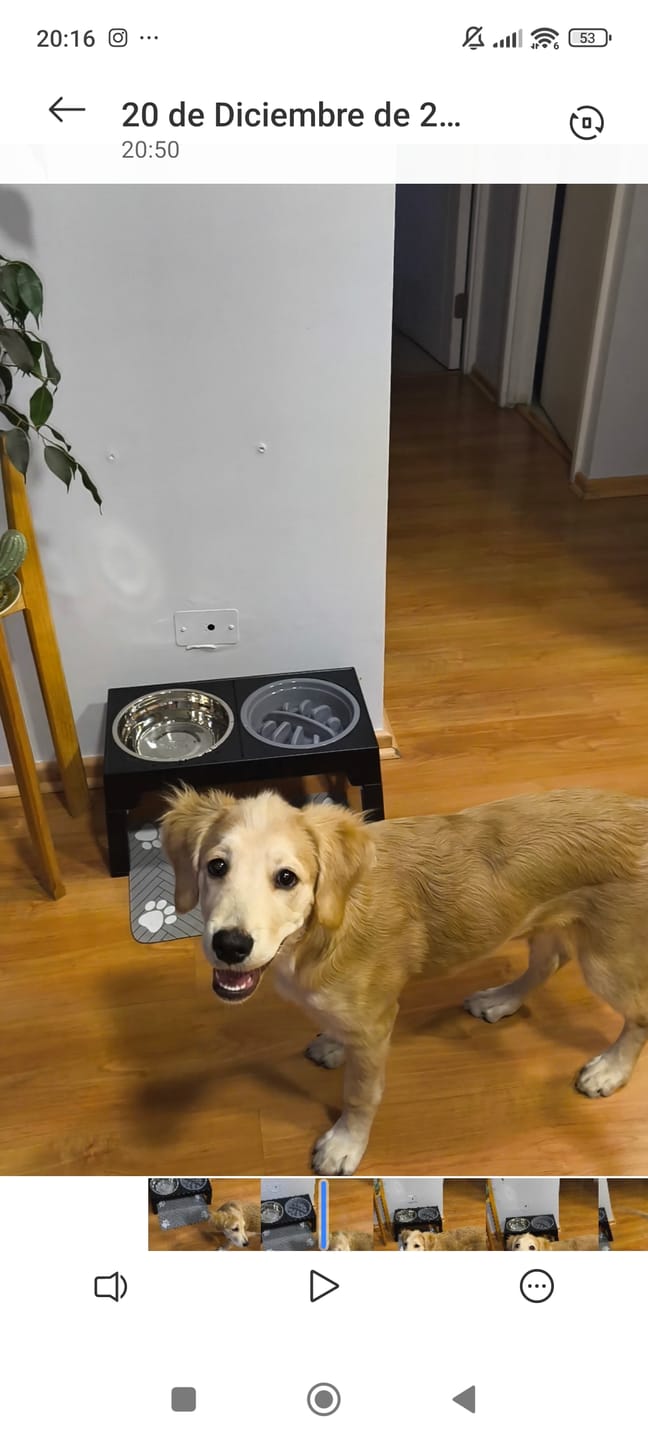 Customer photo review of Comedero Elevado THE DOGS Postura correcta en cada comida