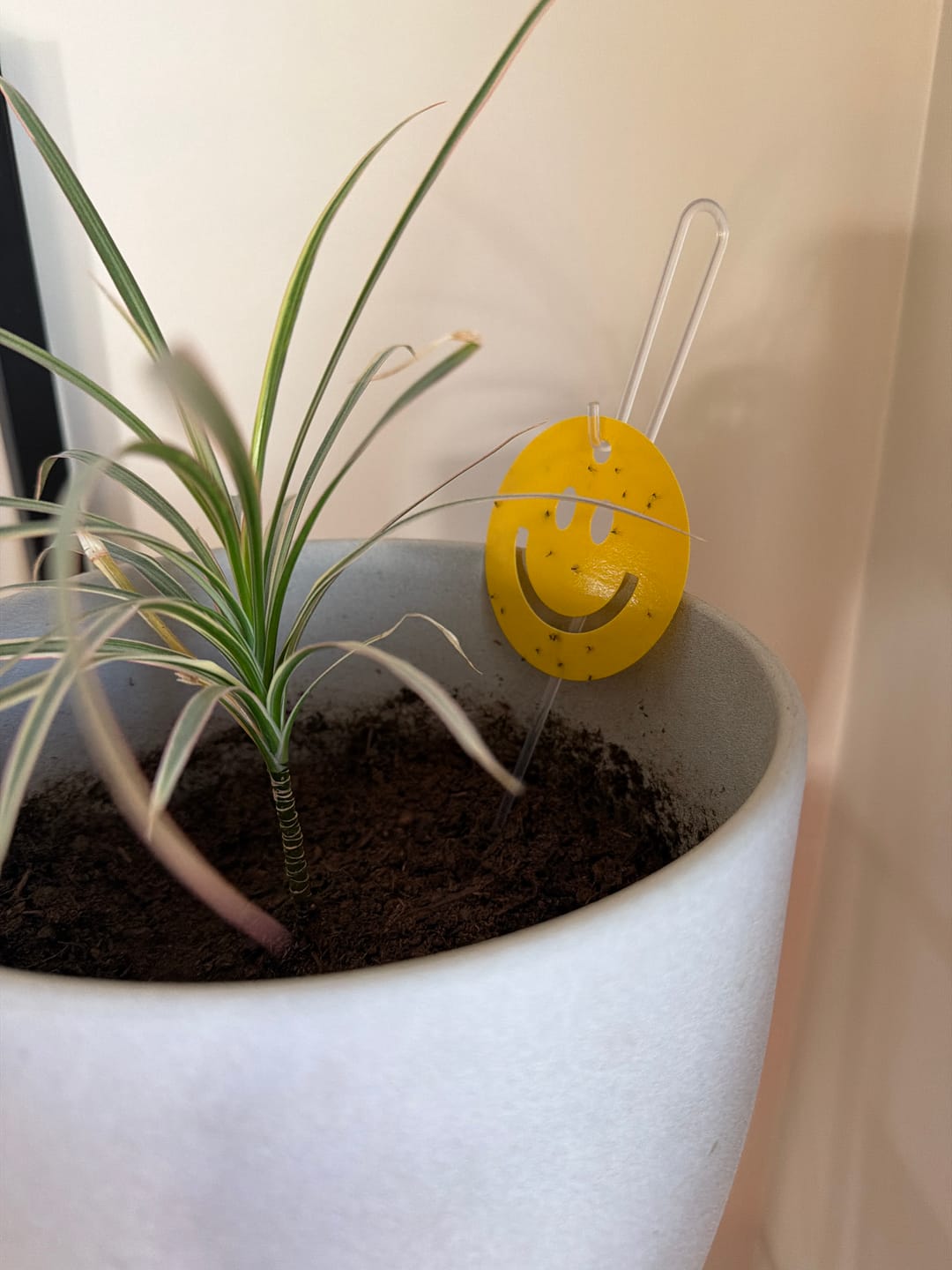 Customer photo review of Killer Smiles