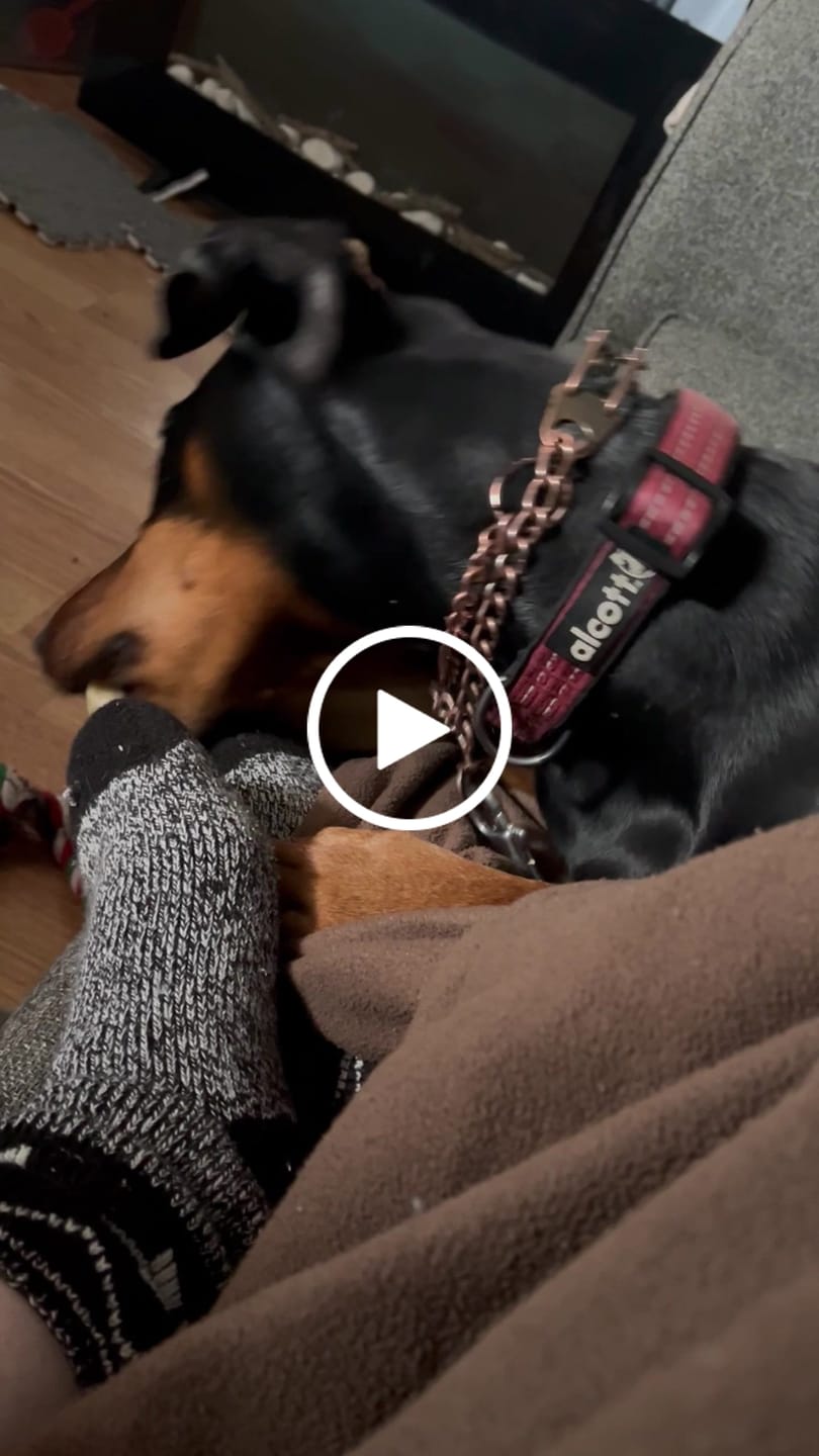 Customer video review of Himalayan Yak Chew (MEGA)