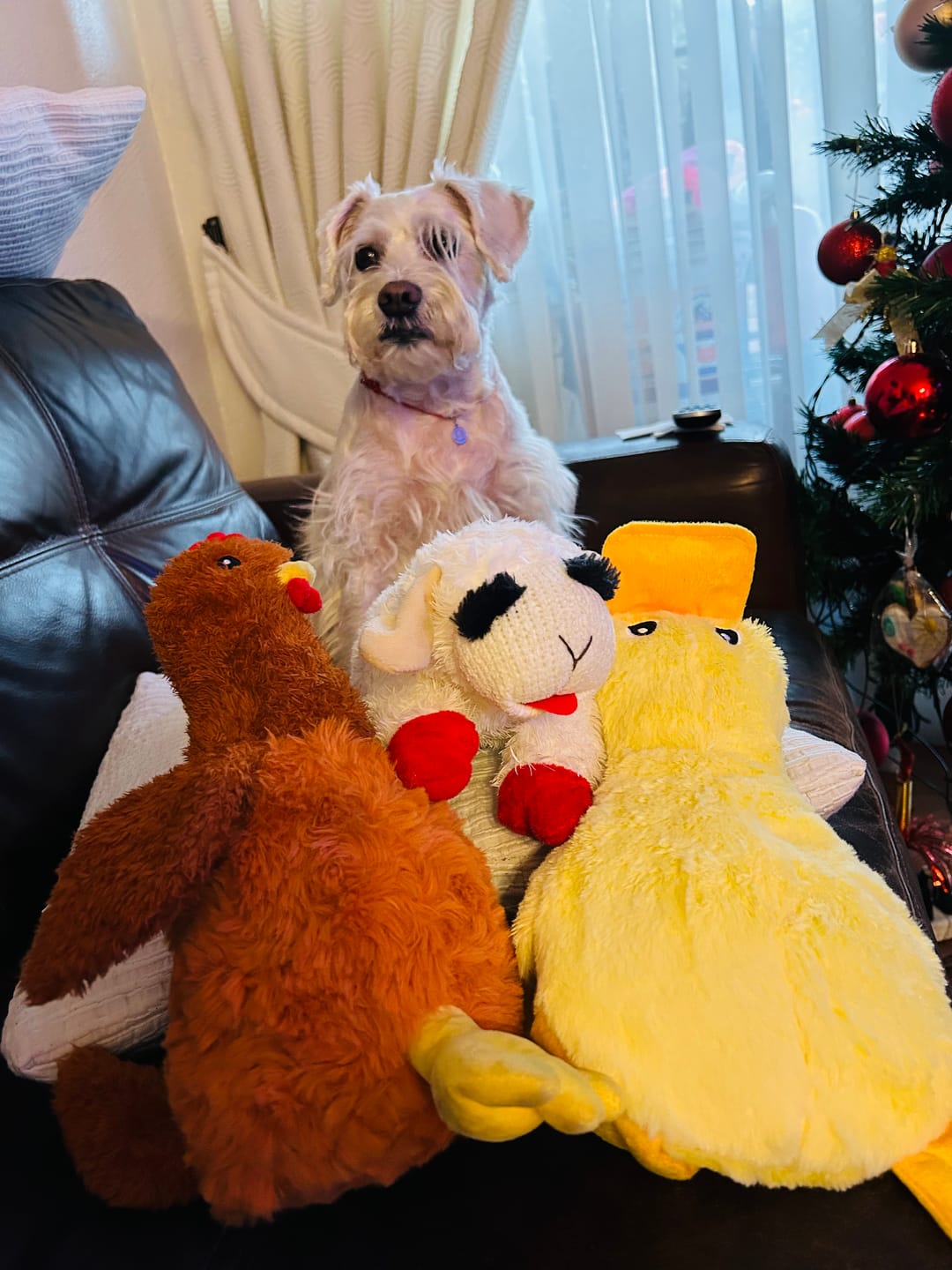 Customer photo review of Juguete Gallina con sonidos