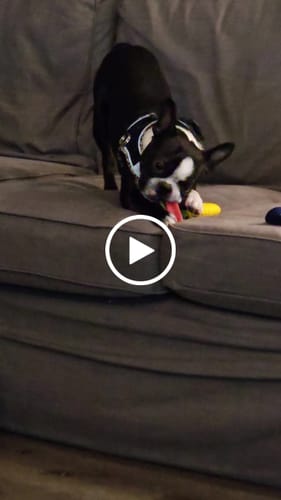 Customer video review of Long-Lasting Yak Chews — 4 Flavor Pack
