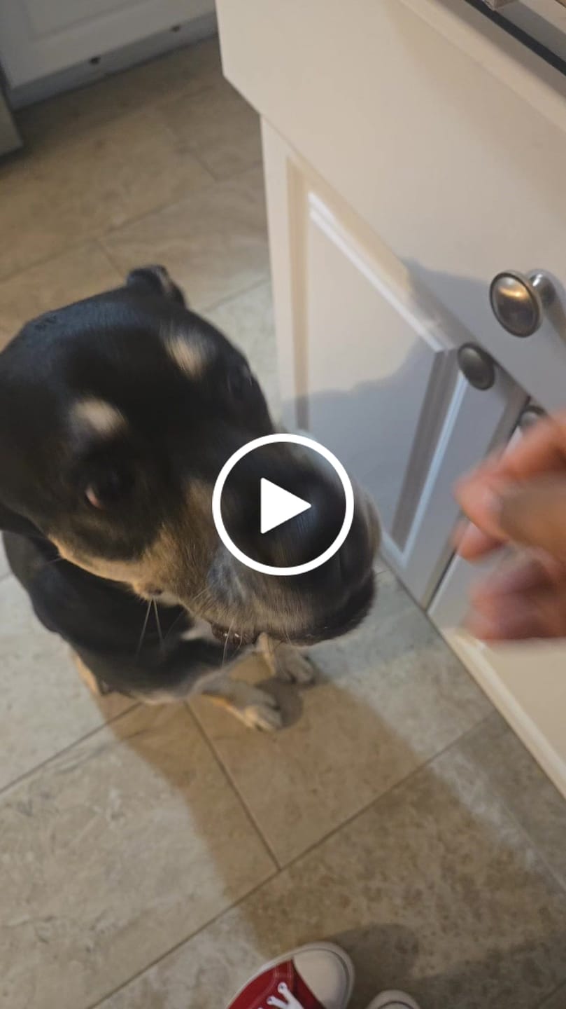 Customer video review of Organic Baked Dog Treats - Cheeze Pleeze