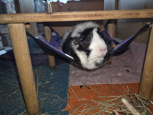 Customer photo review of 👻 Hängematte „Halloween Party“ – der Partyschaukelplatz für deine Fellnasen