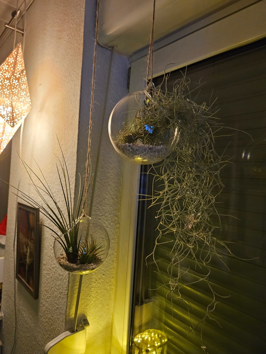 Customer photo review of Tillandsia usneoides - Lousianamoos