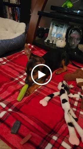 Customer video review of Long-Lasting Yak Chews — 4 Flavor Pack