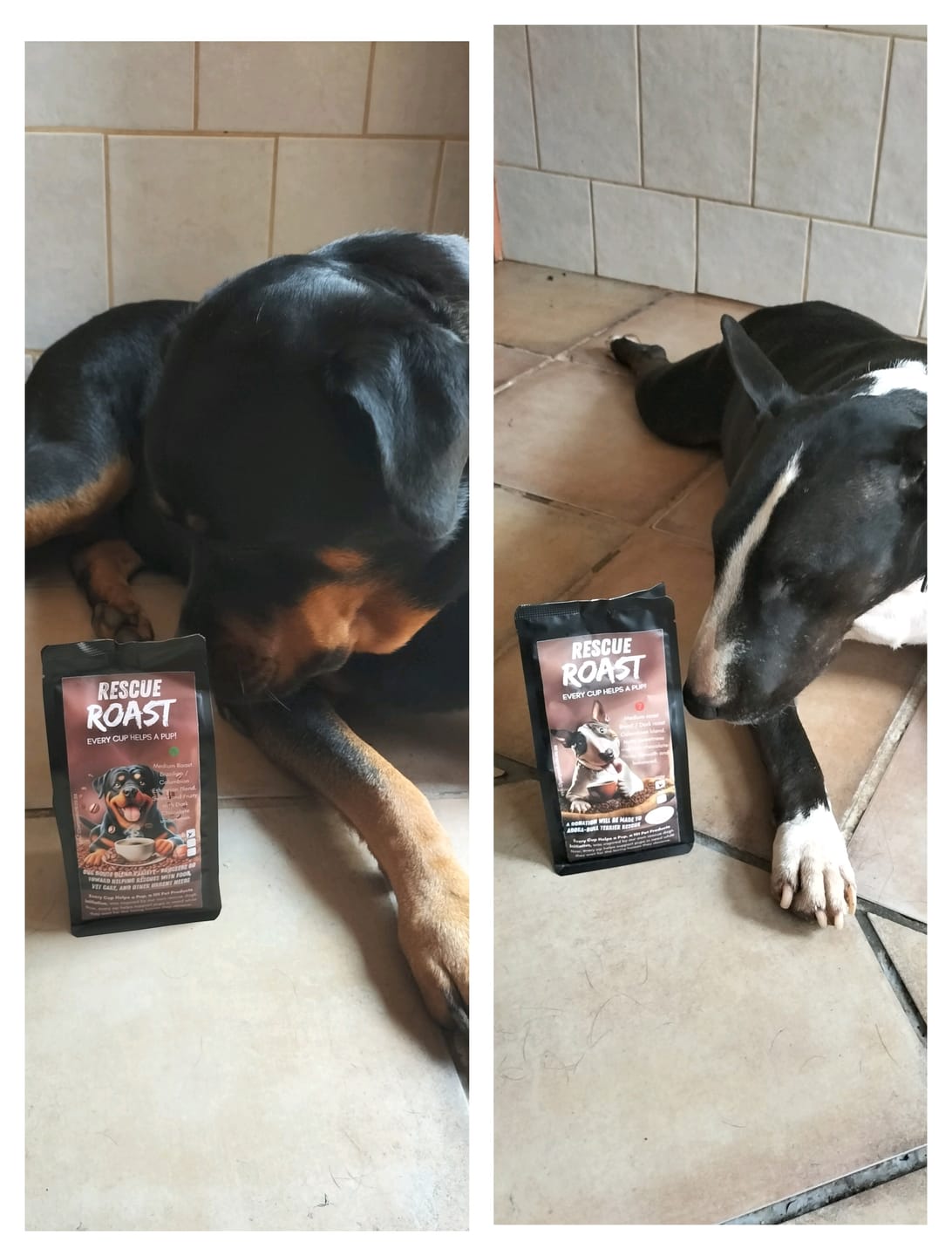 Customer photo review of A Bold Best Friend (Adora-Bull Bullterrier Rescue) #3