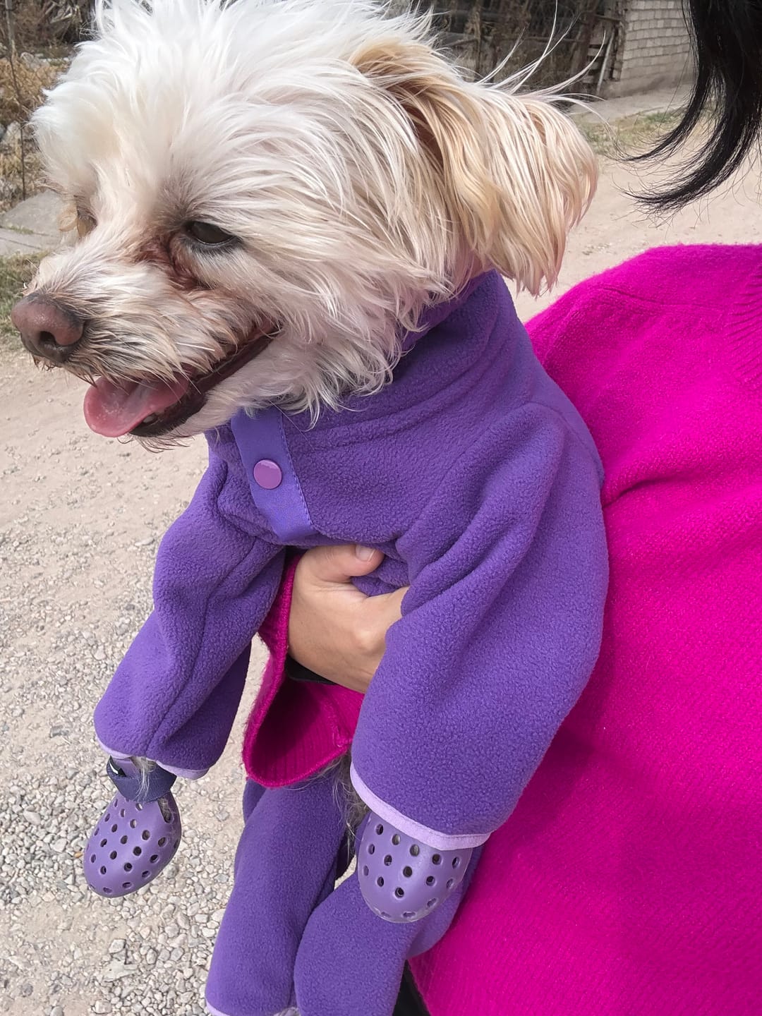 Customer photo review of WagWellie® Mojave Single