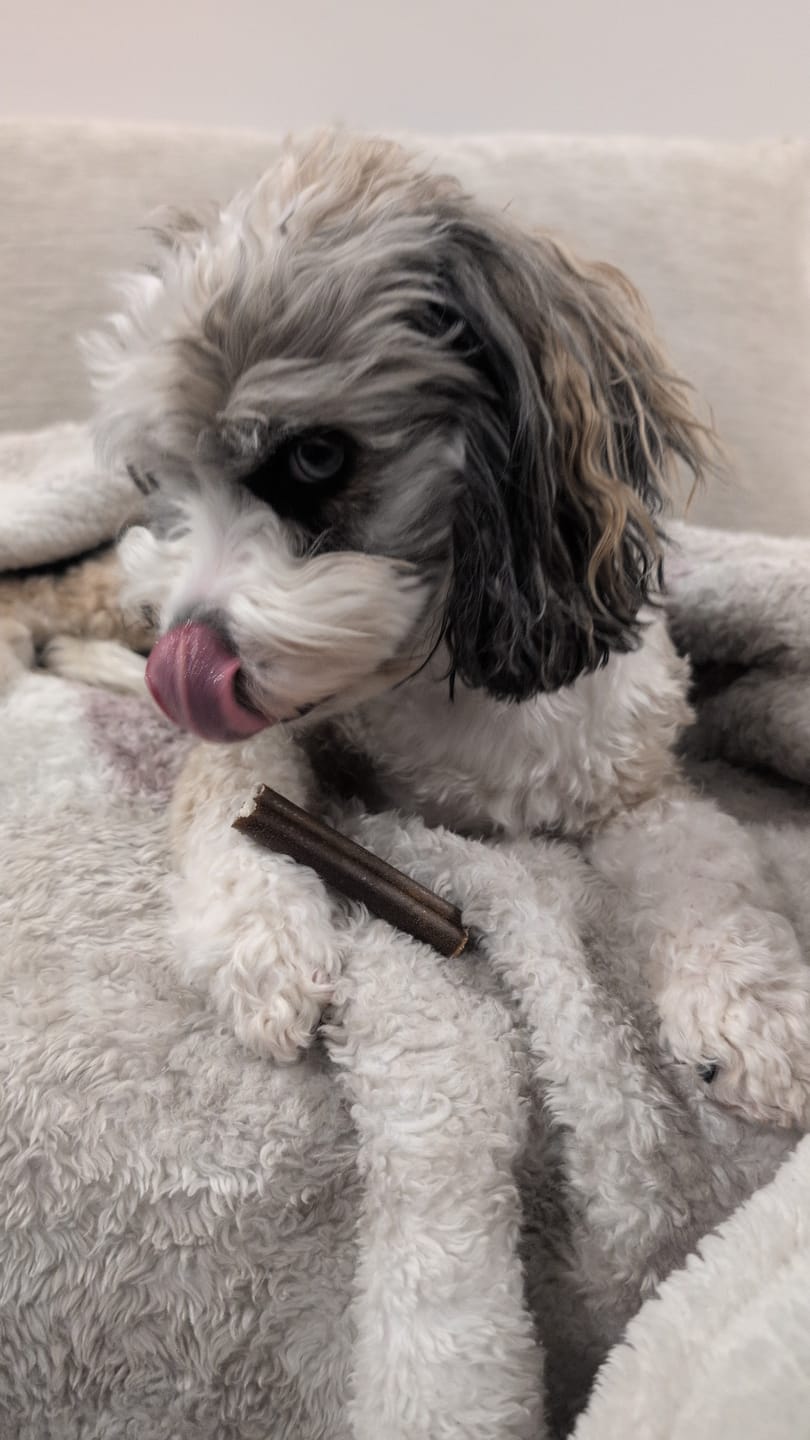 Customer photo review of 5-6 Inch Collagen Stick