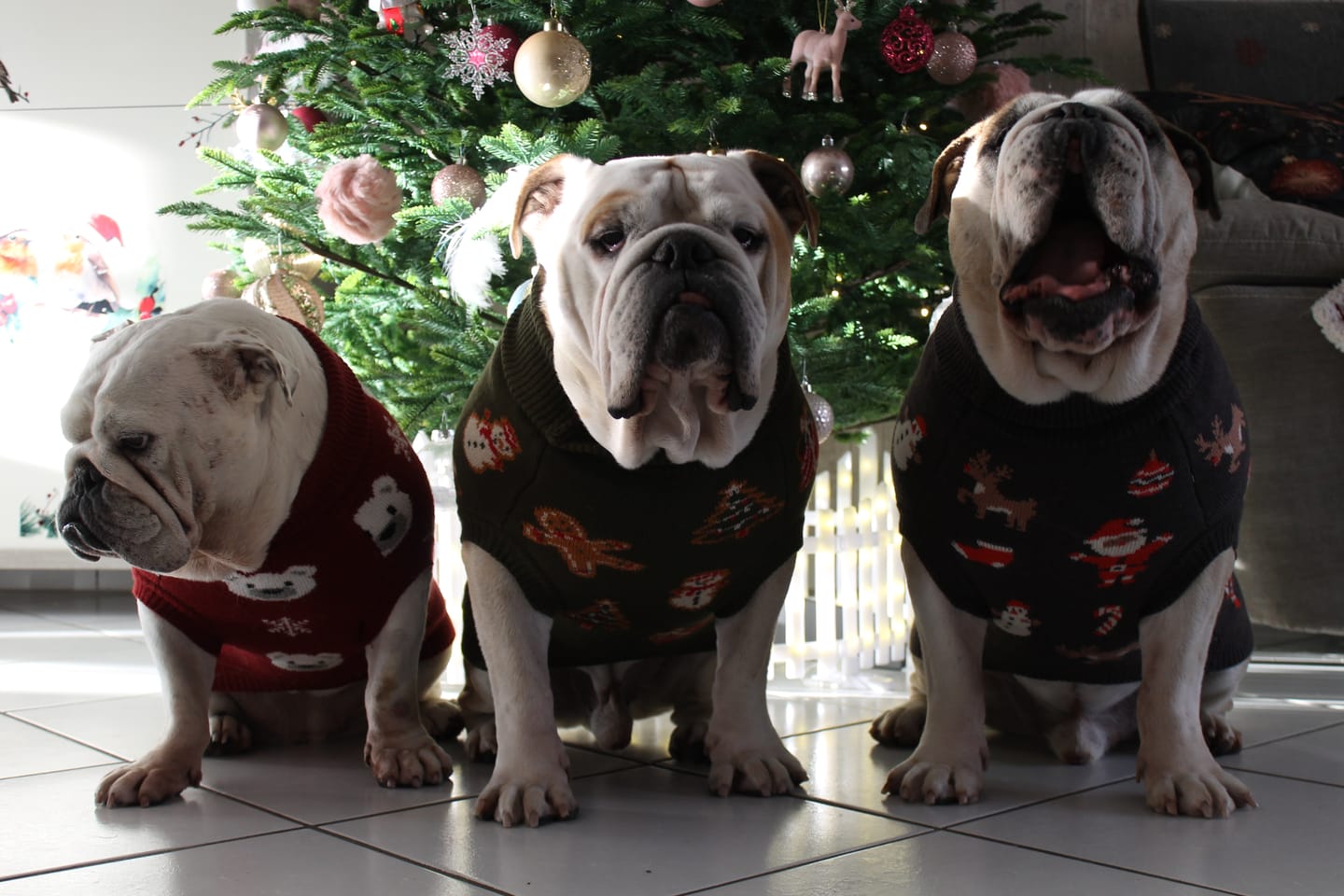 Customer photo review of Christmas Knit Dog Sweater - Santa Clause