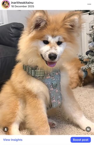 Customer photo review of Disney© Tough Trails™ Harness - Bambi + Thumper