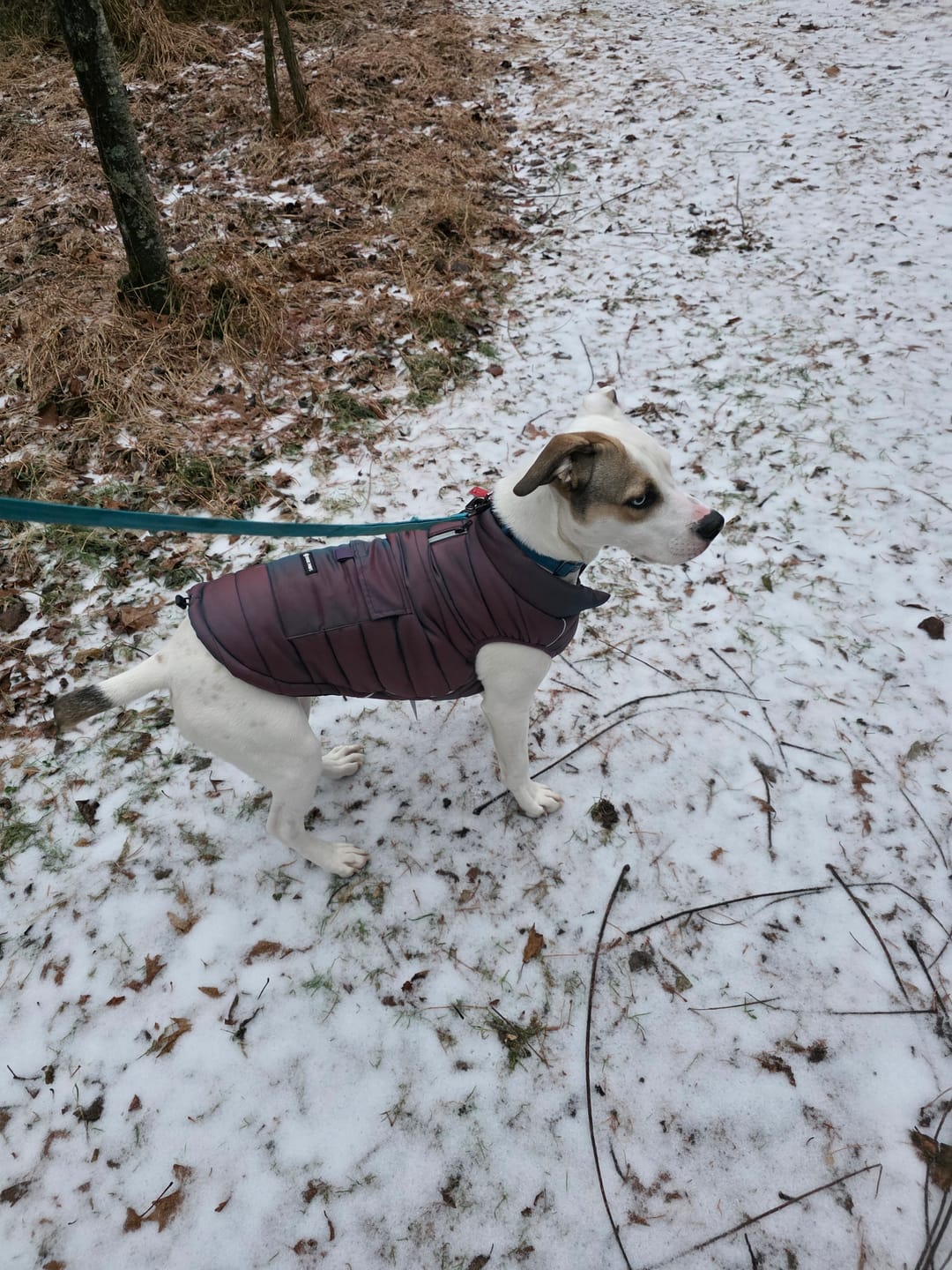 Customer photo review of WarmShield Water-Resistant Jacket - Cosmic