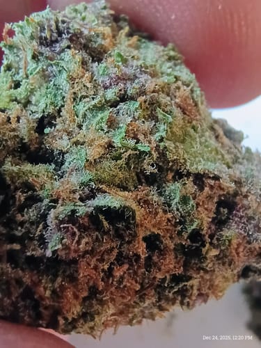 Customer photo review of Granddaddy Purple - 28 Grams - Indica