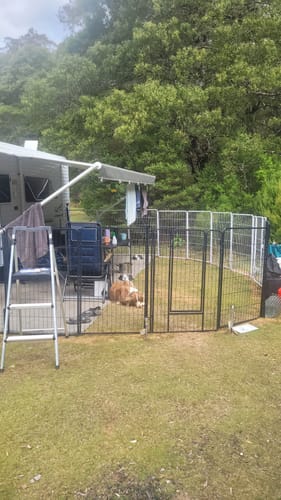 Customer's two black 8 Panel Pet Dog Playpens connected to create a large enclosure for a dog at a campsite.