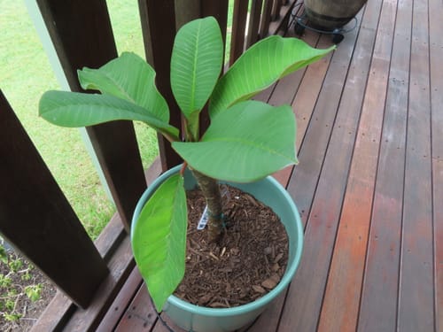 Customer photo review of Frangipani (Plumeria Rubra)