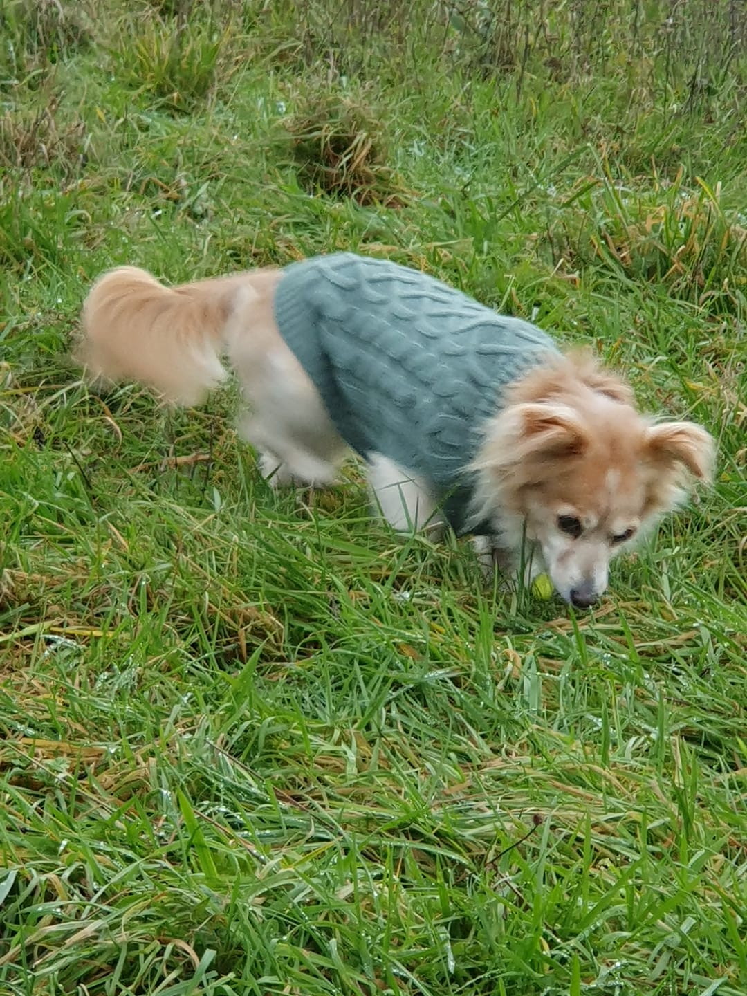 Customer photo review of Cable Knit Dog Sweater - Pine Green