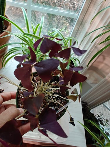 Customer's Oxalis triangularis 'Ebony Allure' plant with purple leaves, showing some wilted foliage after shipping.