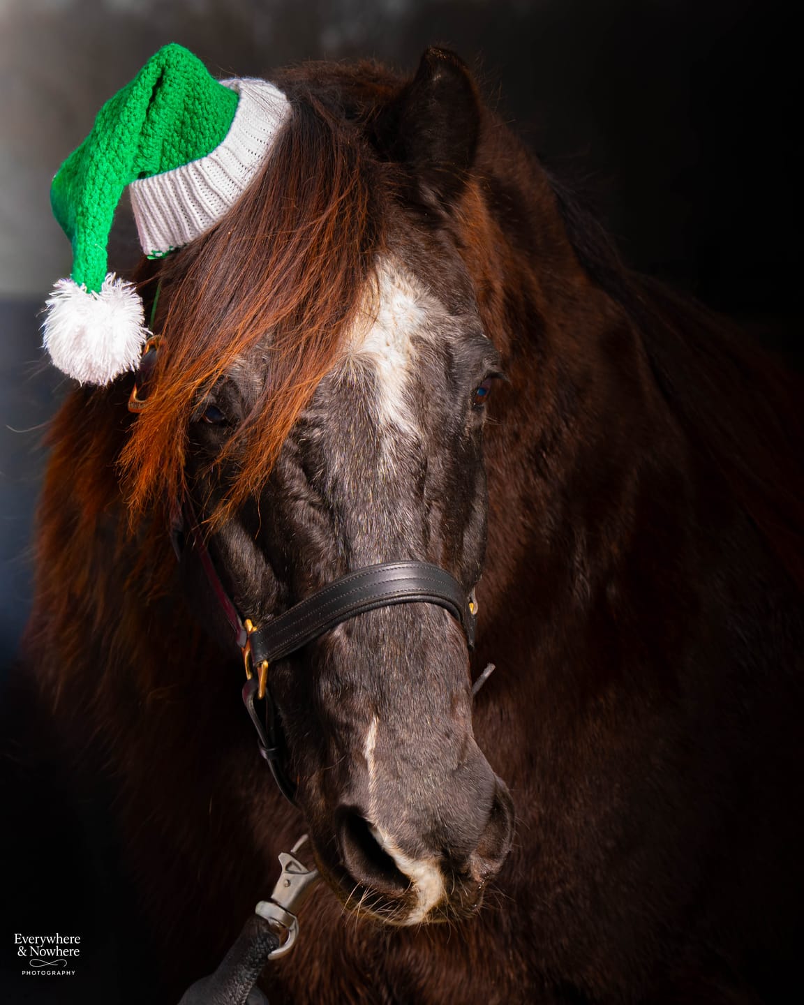 Customer photo review of Equine Extra Strength Probiotic Pellets
