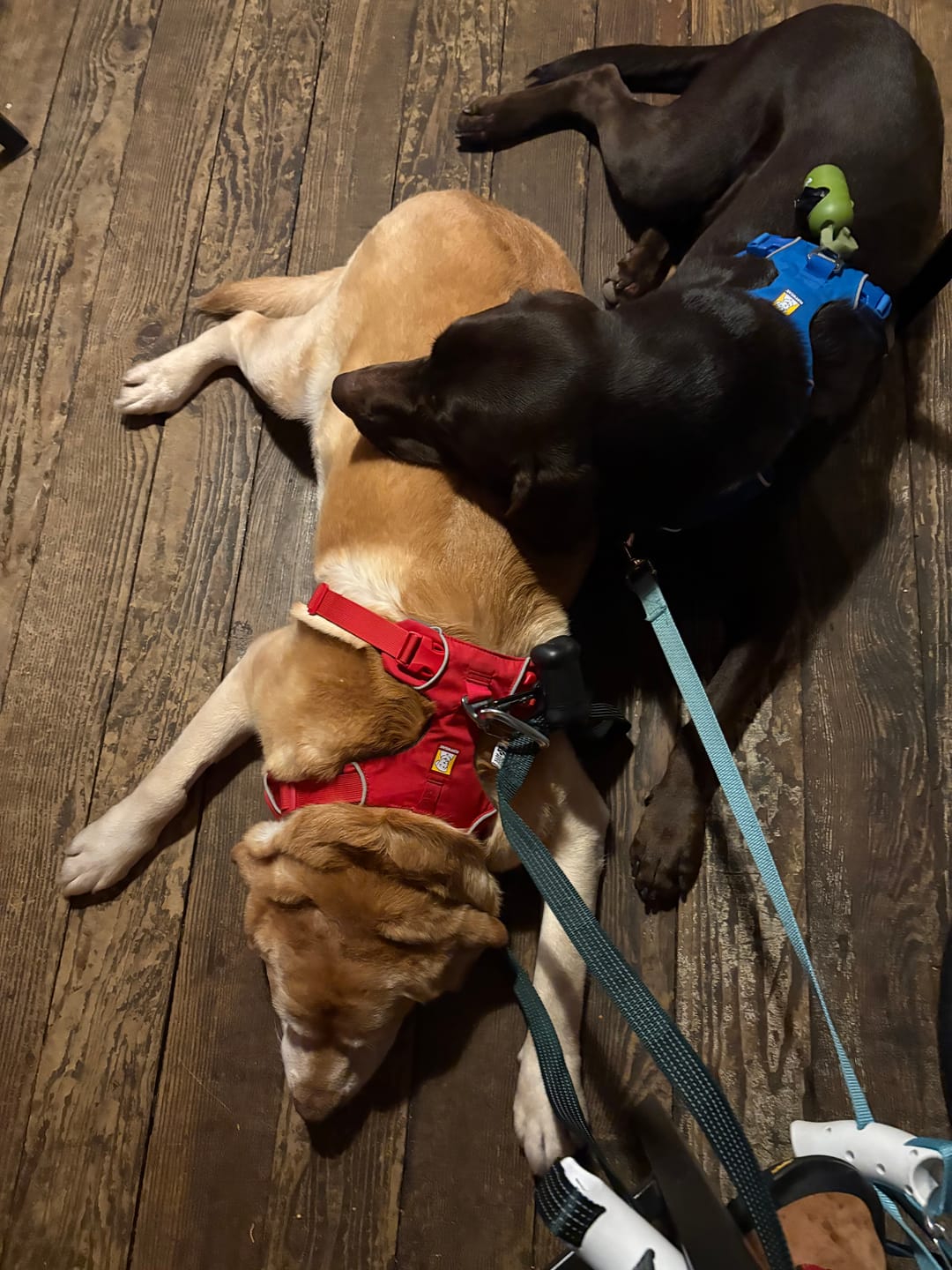 Customer photo review of Quick-Control Dog Leash
