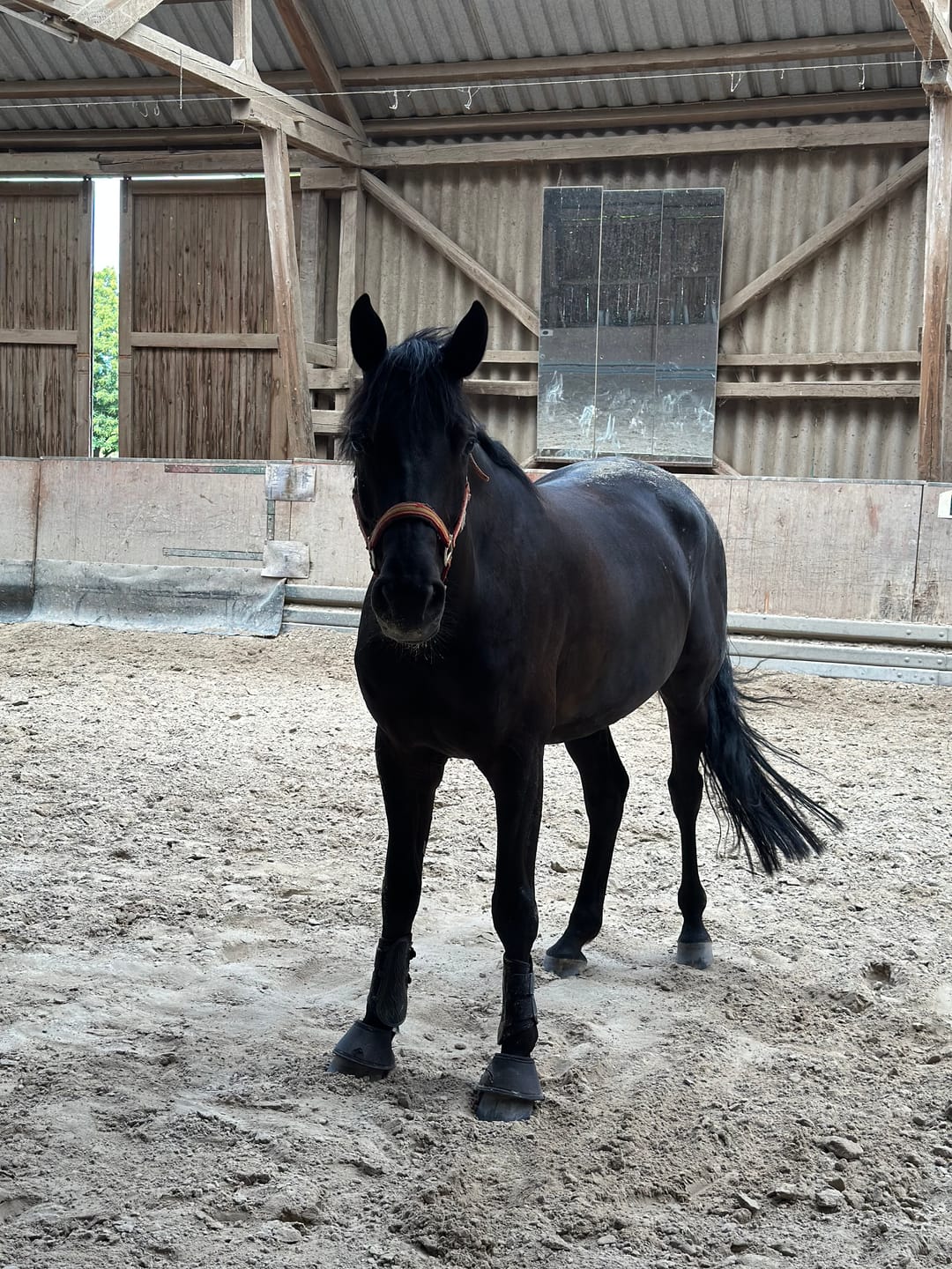 Customer photo review of Kristallkraft Brave Horse
