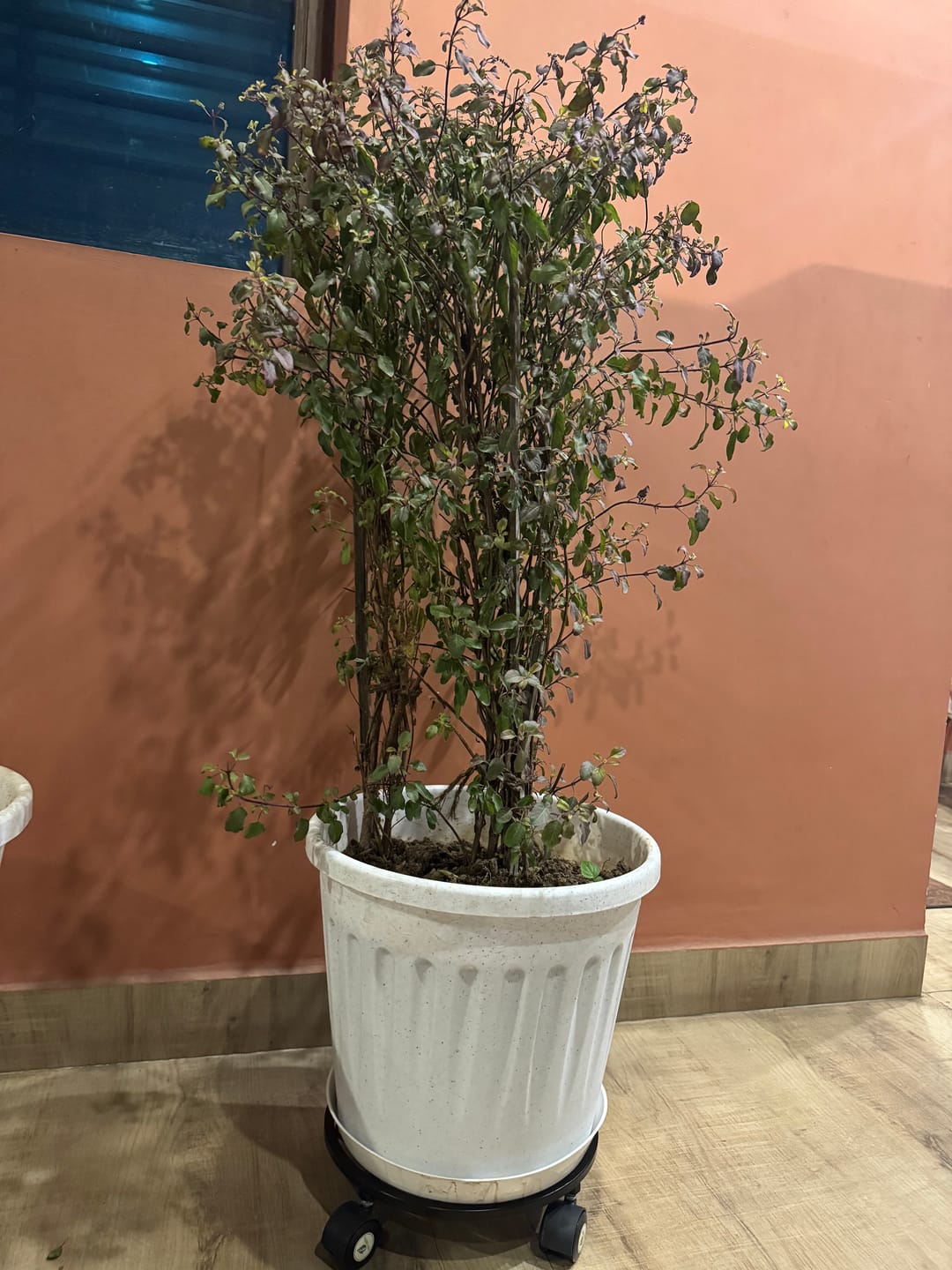 Customer photo review of TryGreen Luna Wheel Rolling Plant Stand for Planters
