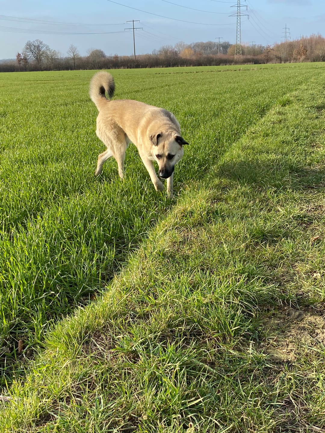 Customer photo review of Strotonin Dog Support