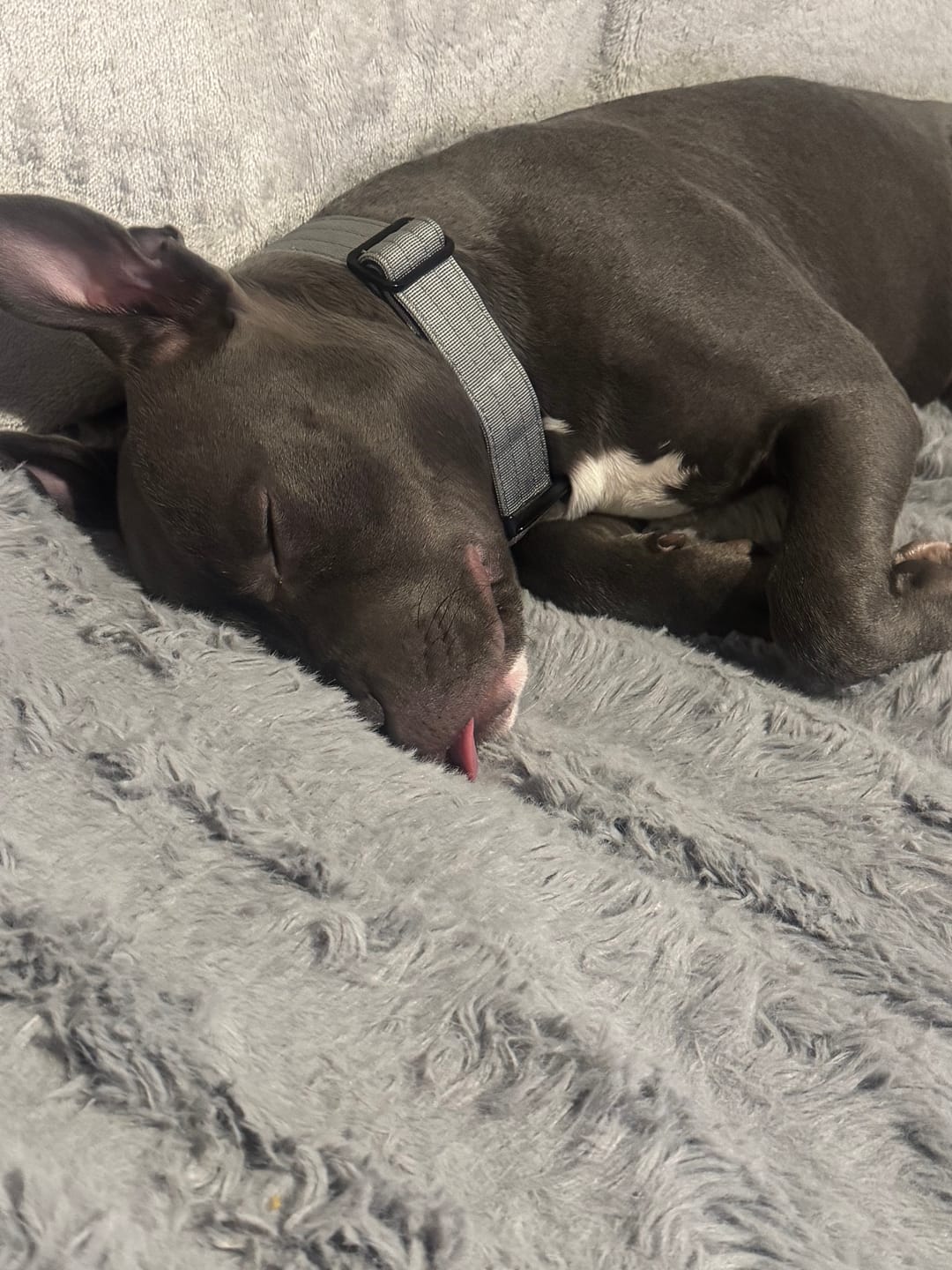 Customer photo review of 4cm Combat® Collar | Rated Clip - NO HANDLE - Metal Grey
