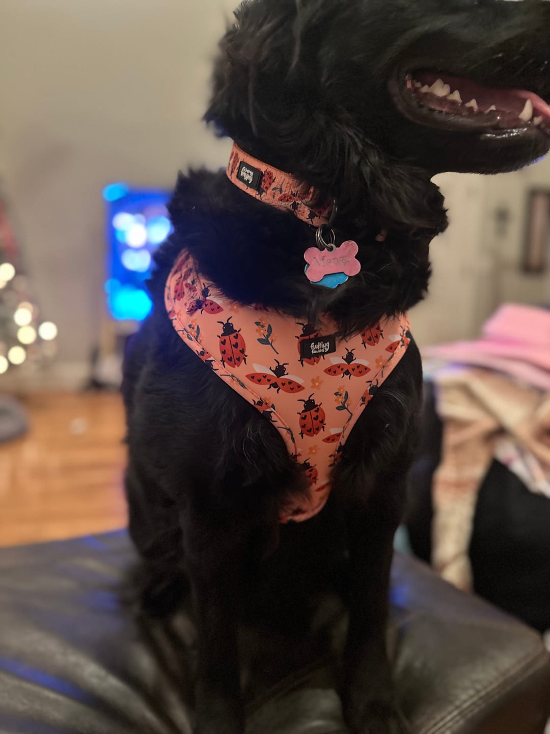 Customer photo review of Adjustable Dog Harness - Snug As A Lady Bug
