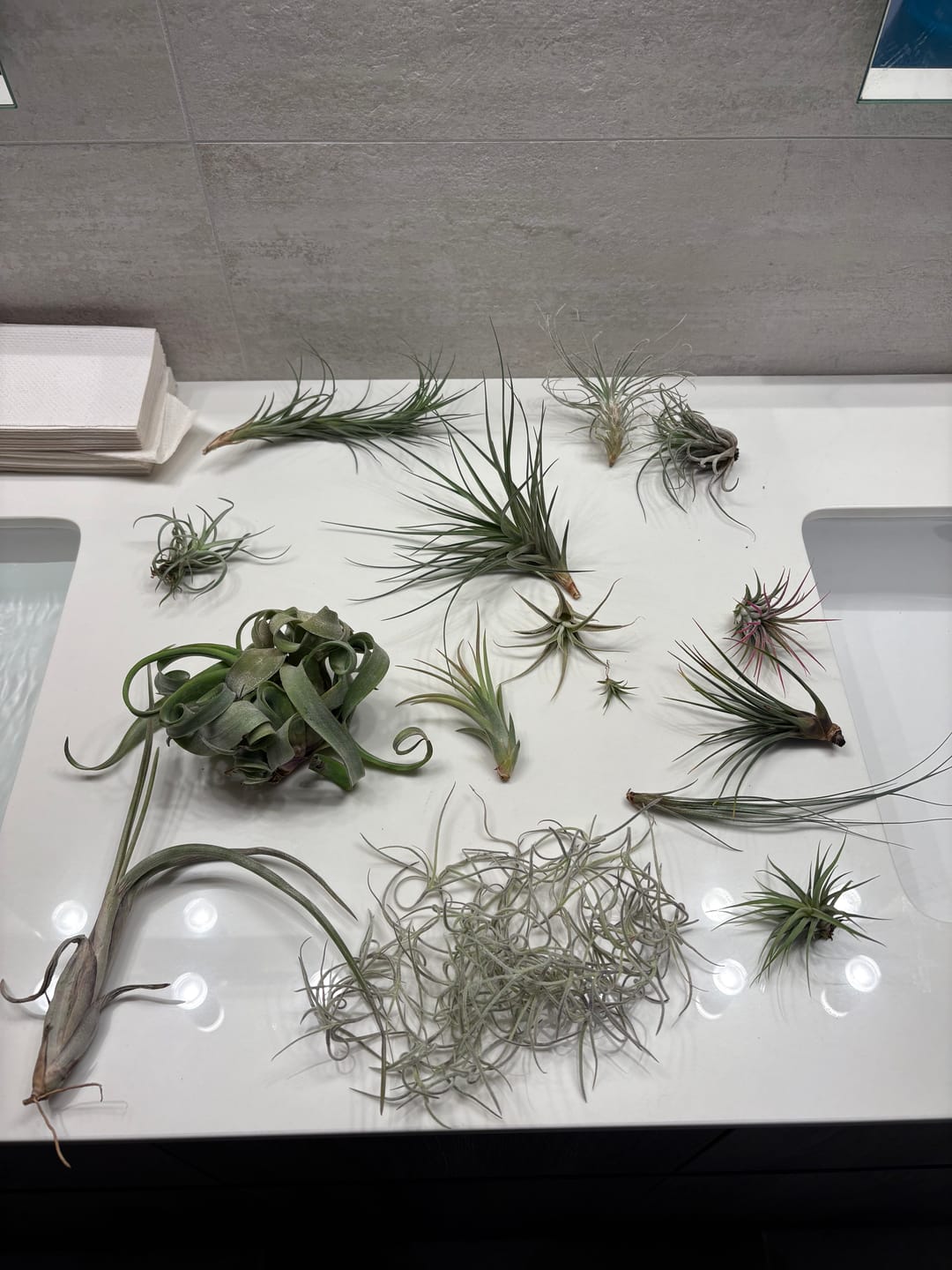 Customer photo review of B Quality Greenhouse Mix 10 Plant Pack