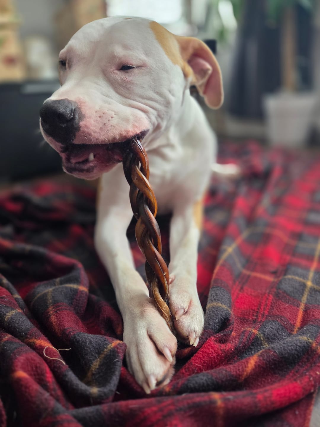 Customer photo review of Himalayan Yak Chew (LARGE)