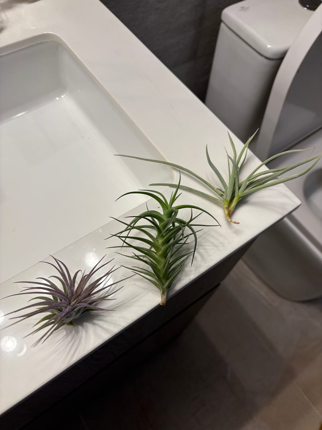 Customer photo review of 3 Air Plants & Fertilizer  Great Starter Mix