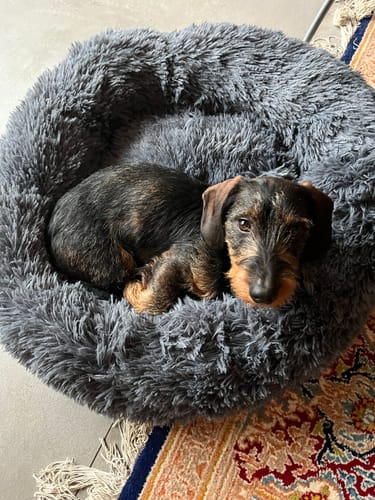 Customer photo review of Puppery Hundebett Wolke 7 - Das Original