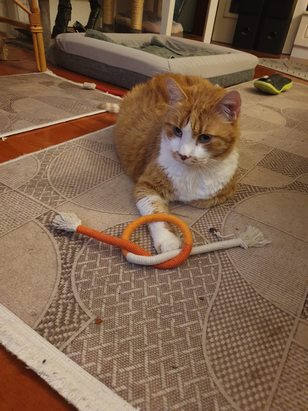 Customer photo review of Konopci za Žvakanje za Mačke (Set od 3 Komada)