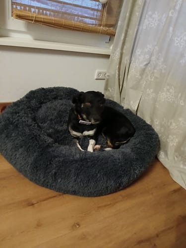 Customer photo review of Puppery Hundebett Wolke 7 - Das Original