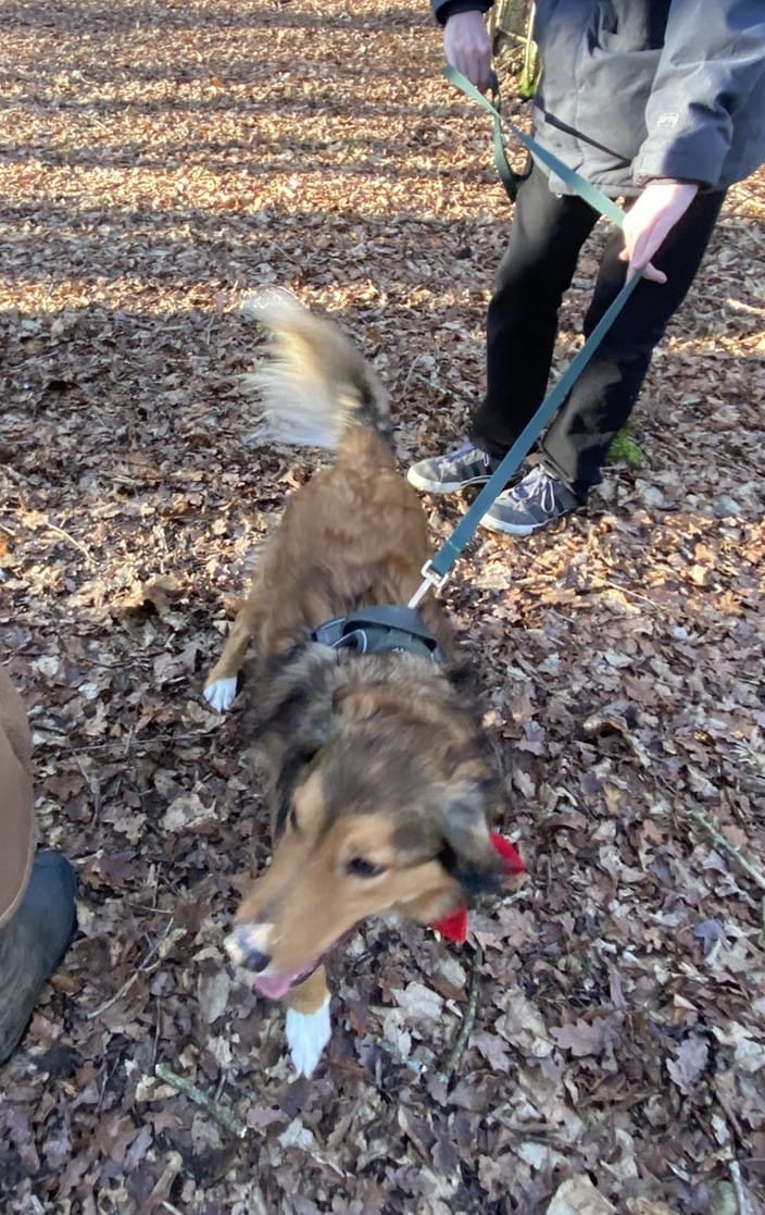 Customer photo review of Waterproof Dog Lead - Colour Drops - Forest Green