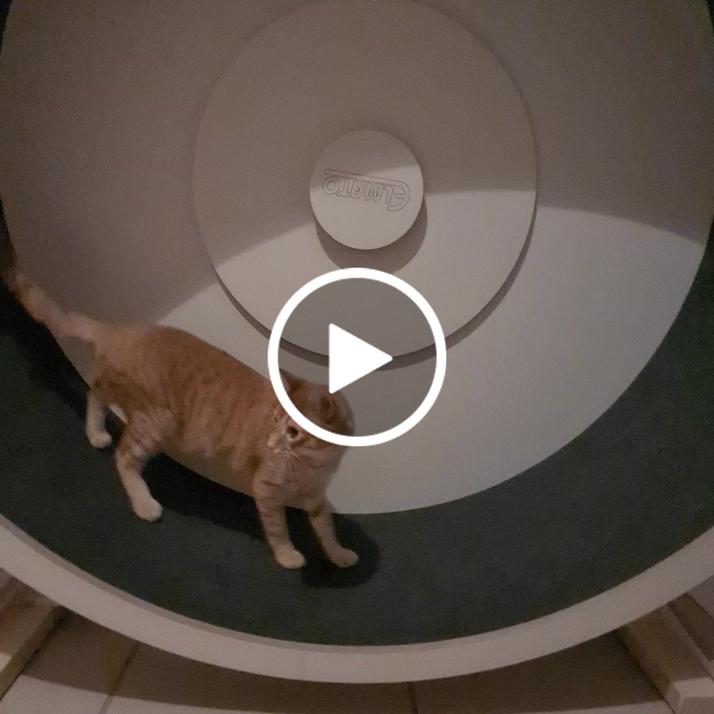 Customer video review of Elmato Katzenlaufrad Rocky Standmodell