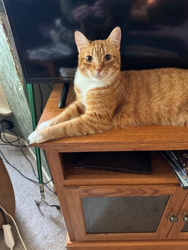 Customer photo review of 6x Blisso Advanced Cat Probiotic