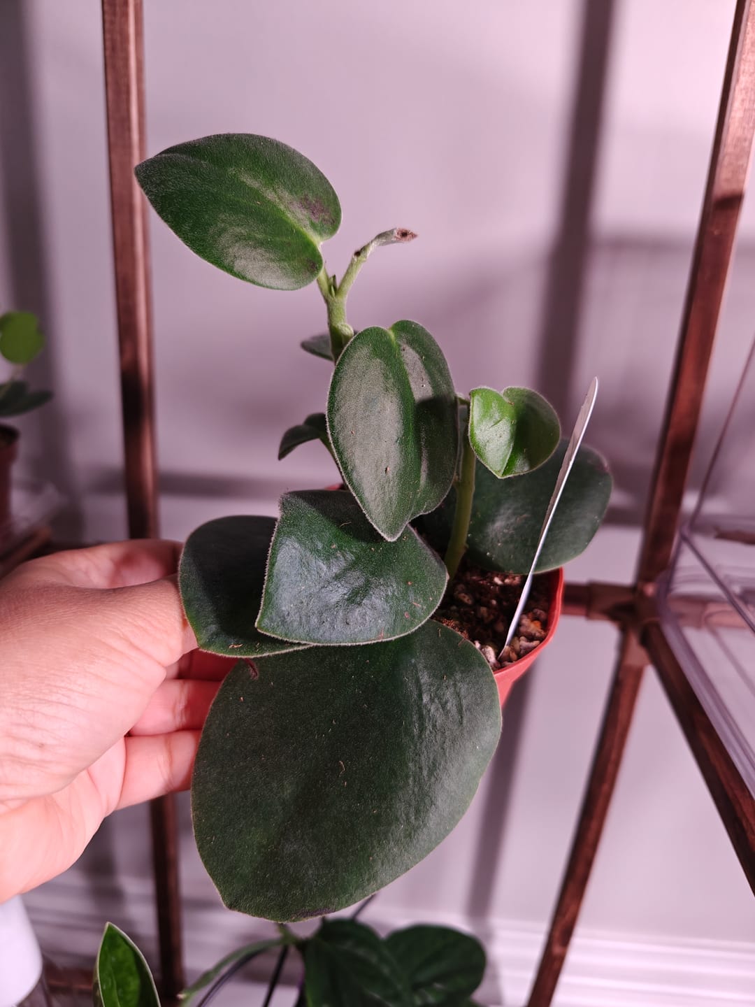 Customer photo review of Peperomia incana