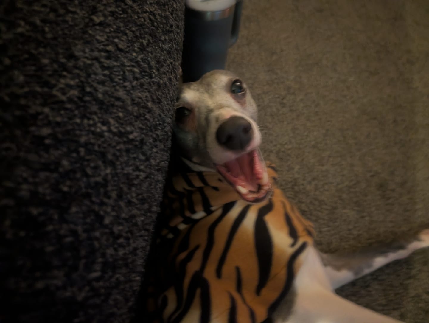 Customer photo review of Tiger Anti Pill Polar Fleece Fabric