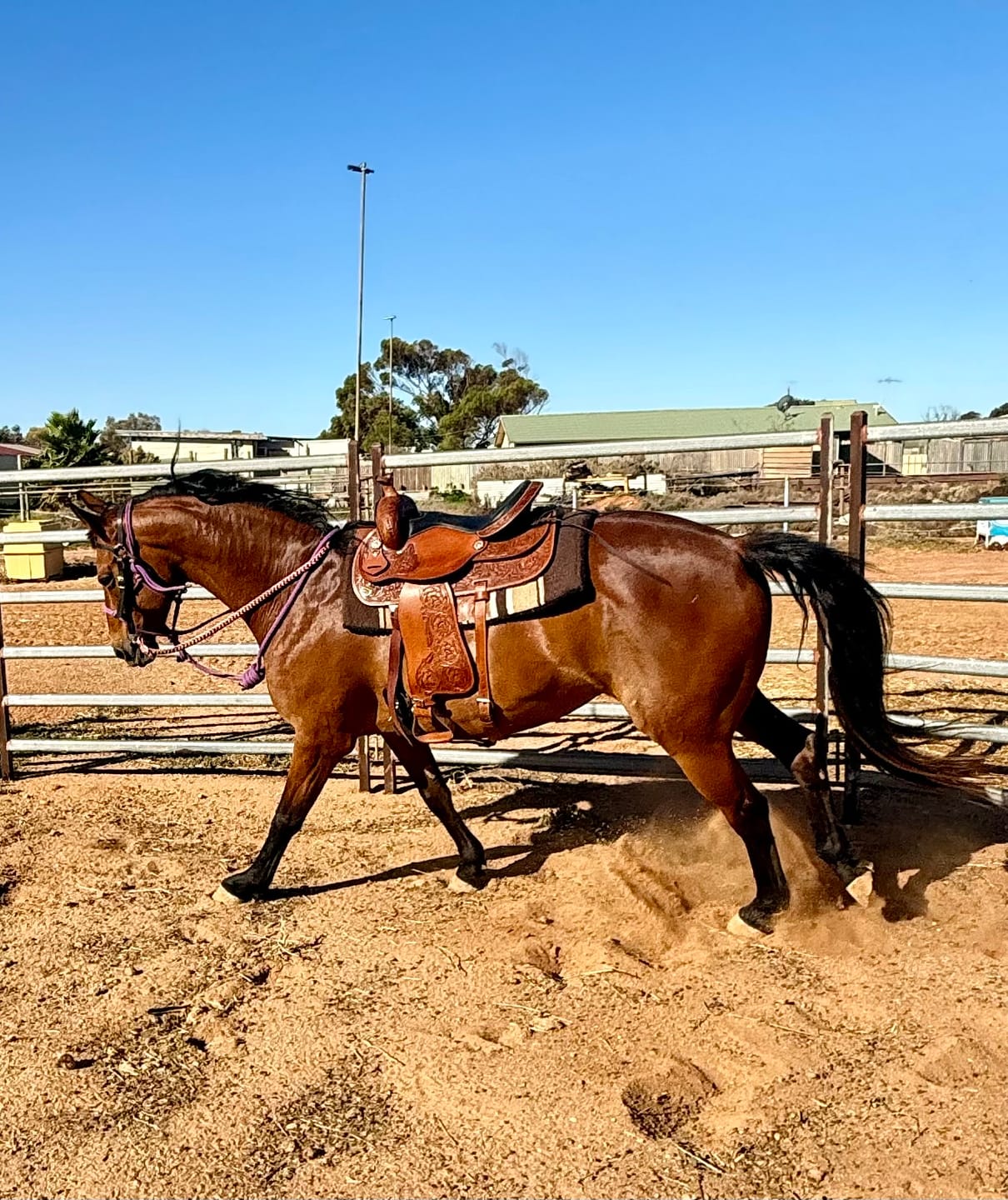 Customer photo review of Digestive EQ