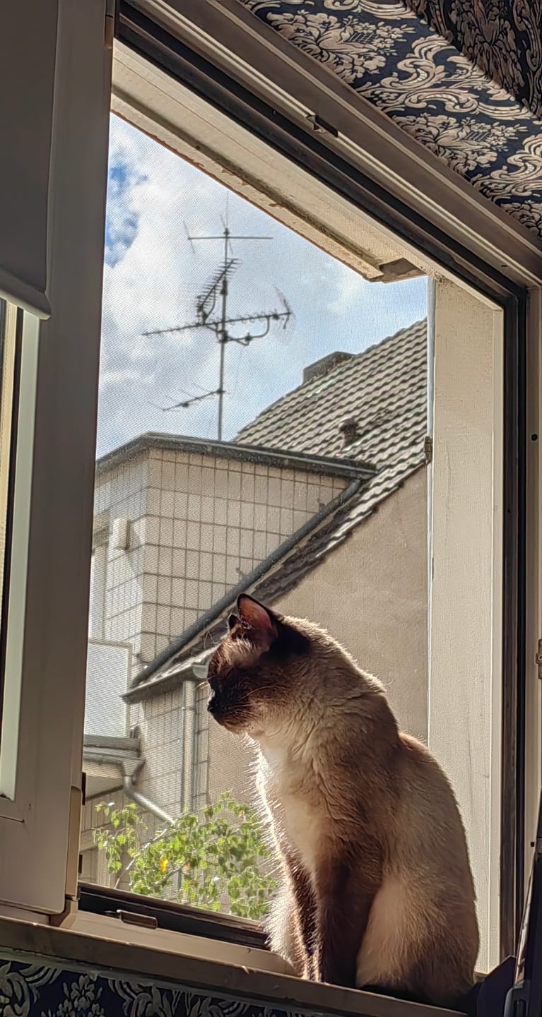Customer photo review of Allergietest Plus Katze