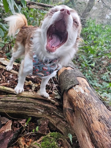 Customer photo review of Disney© Tough Trails™ Harness - Gingerbread Bear Sage