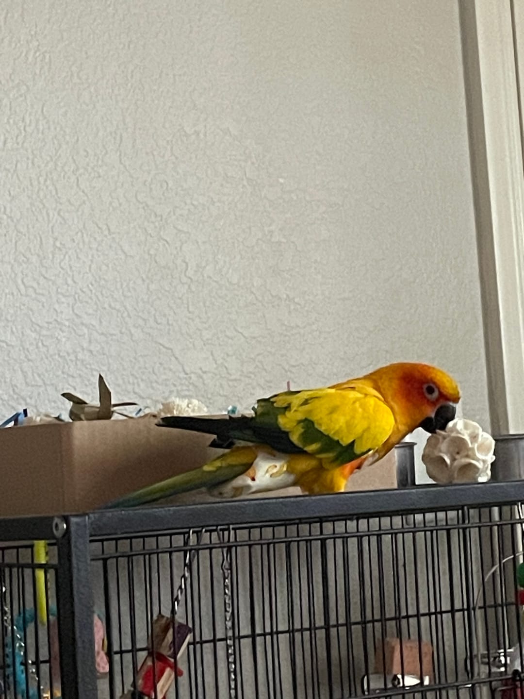 Customer photo review of "BYOT" Foraging Flats by Cheep Thrills