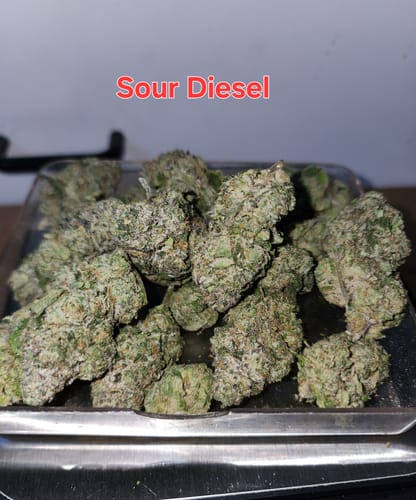 Customer photo review of 🎁 Sour Diesel THCA Flower (100% off)