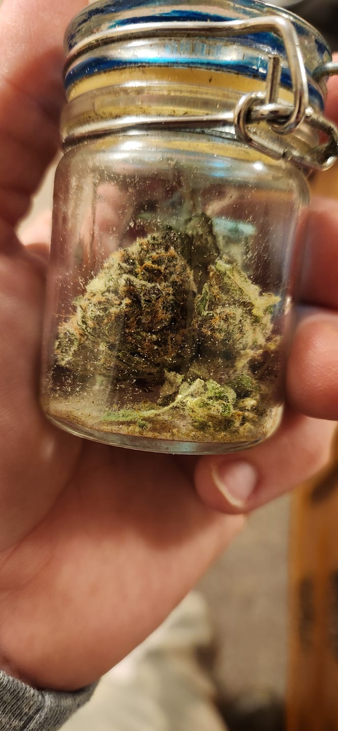 Customer photo review of Miracle Alien Cookies (MAC) THCA Flower