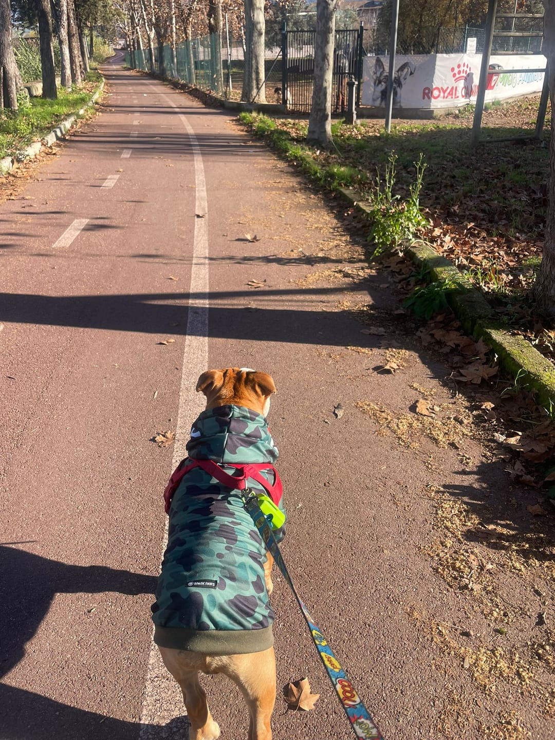 Customer photo review of Shark Monster Dog Hoodie - Green Camo